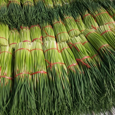 新鲜蒜苔大降价大量上市