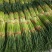 新鲜蒜苔大降价大量上市