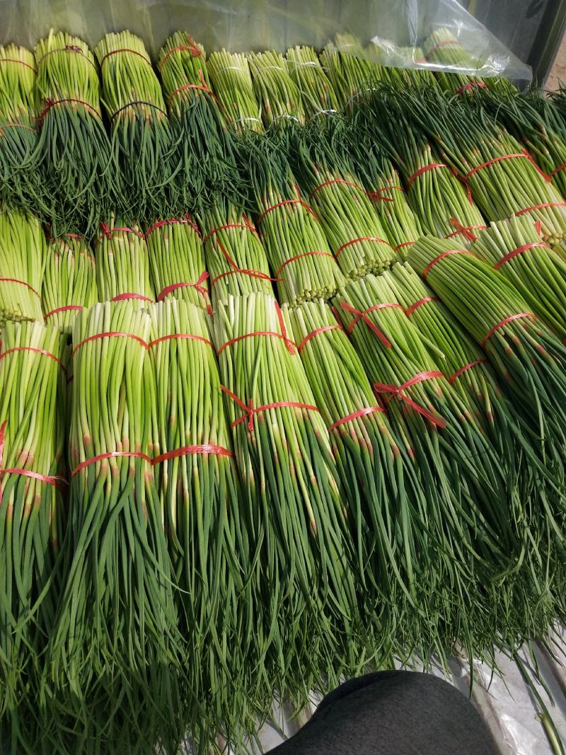 新鲜蒜苔大降价大量上市