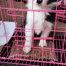 纯种边境牧羊犬、假一赔十，品种犬，全国