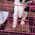纯种边境牧羊犬、假一赔十，品种犬，全国包邮