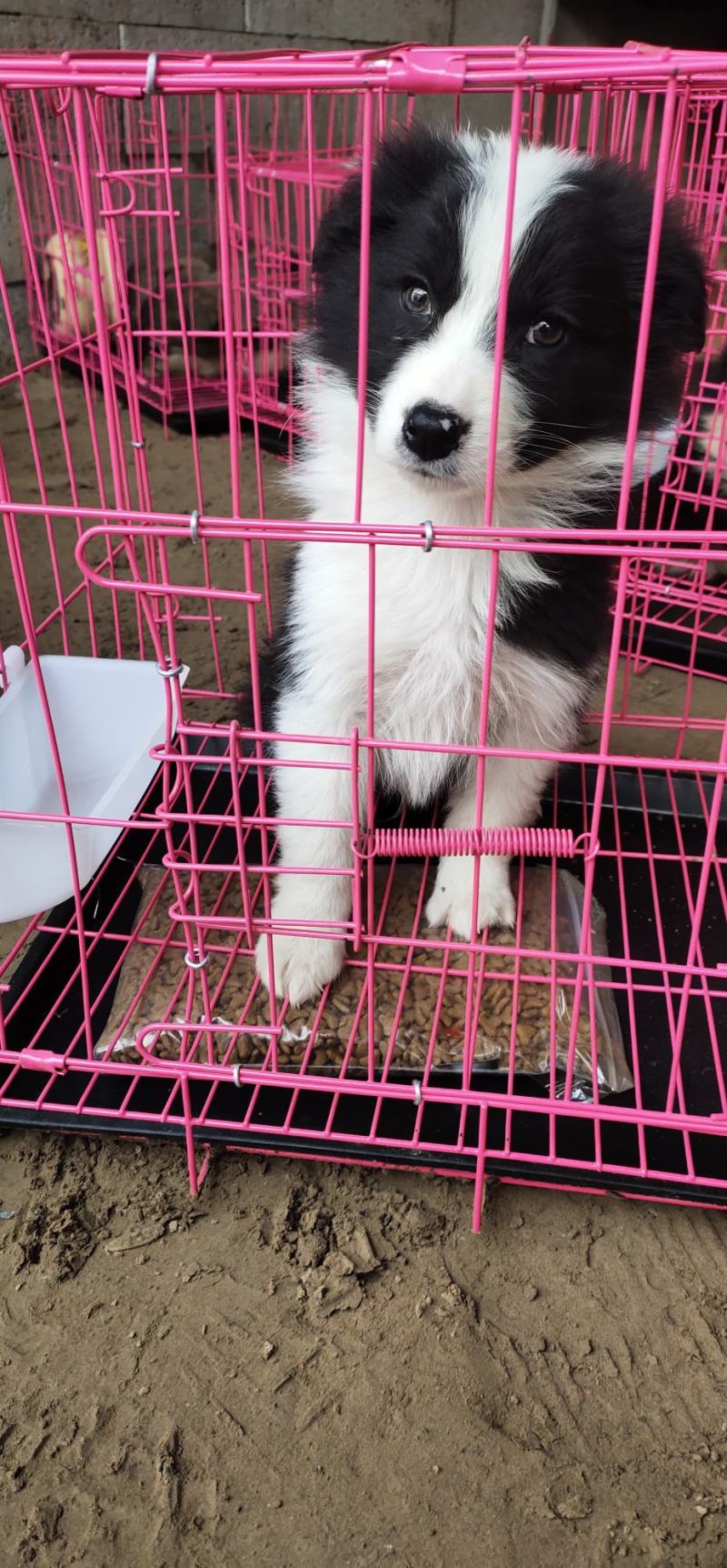 纯种边境牧羊犬、假一赔十，品种犬，全国包邮