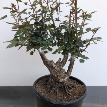 古桩盆景，品种，玲之妖精，当前花苞过一百，粗八公分