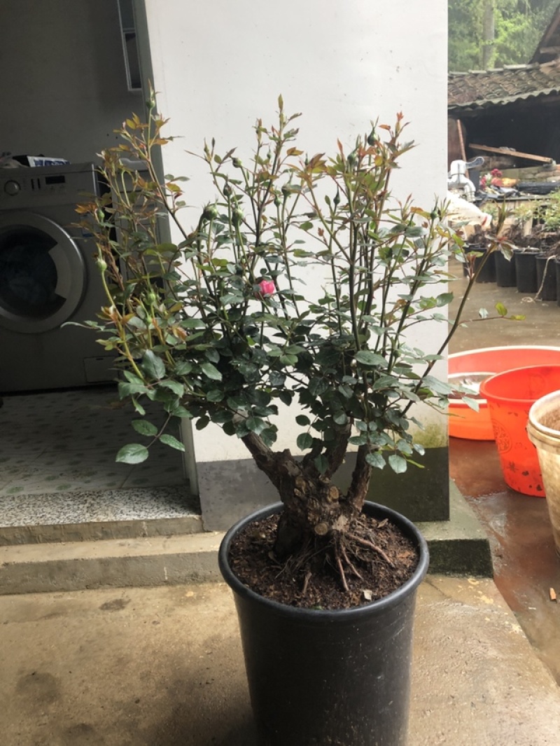 古桩盆景，品种，玲之妖精，当前花苞过一百，粗八公分