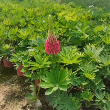 鲁冰花羽扇豆基地直销山东青州供应各种地被草花绿化苗木