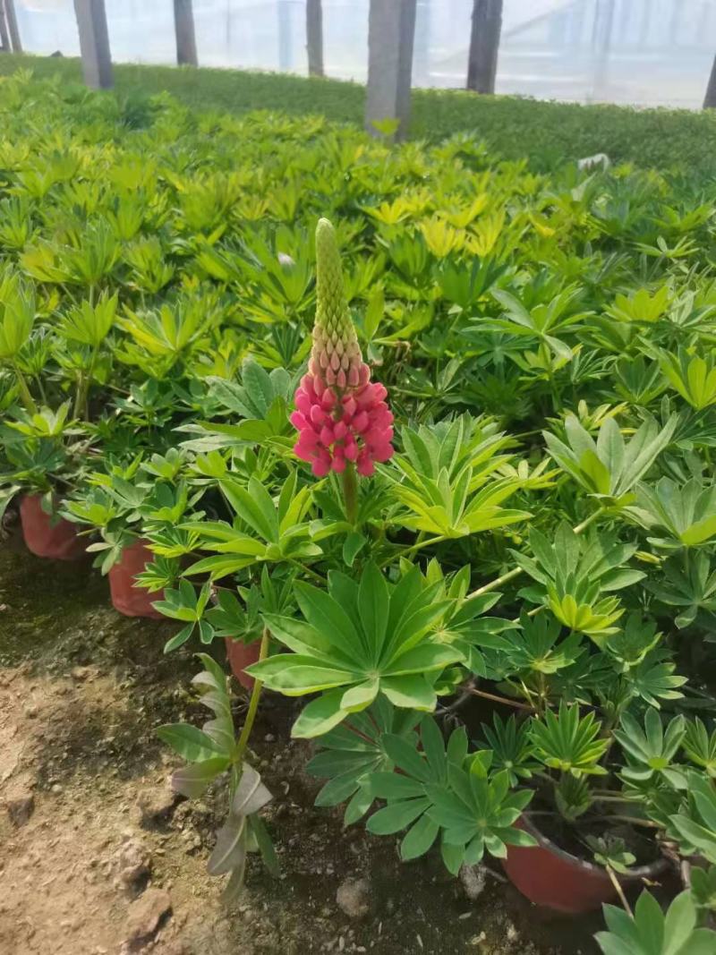 鲁冰花羽扇豆基地直销山东青州供应各种地被草花绿化苗木