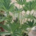 鲁冰花羽扇豆基地直销山东青州供应各种地被草花绿化苗木
