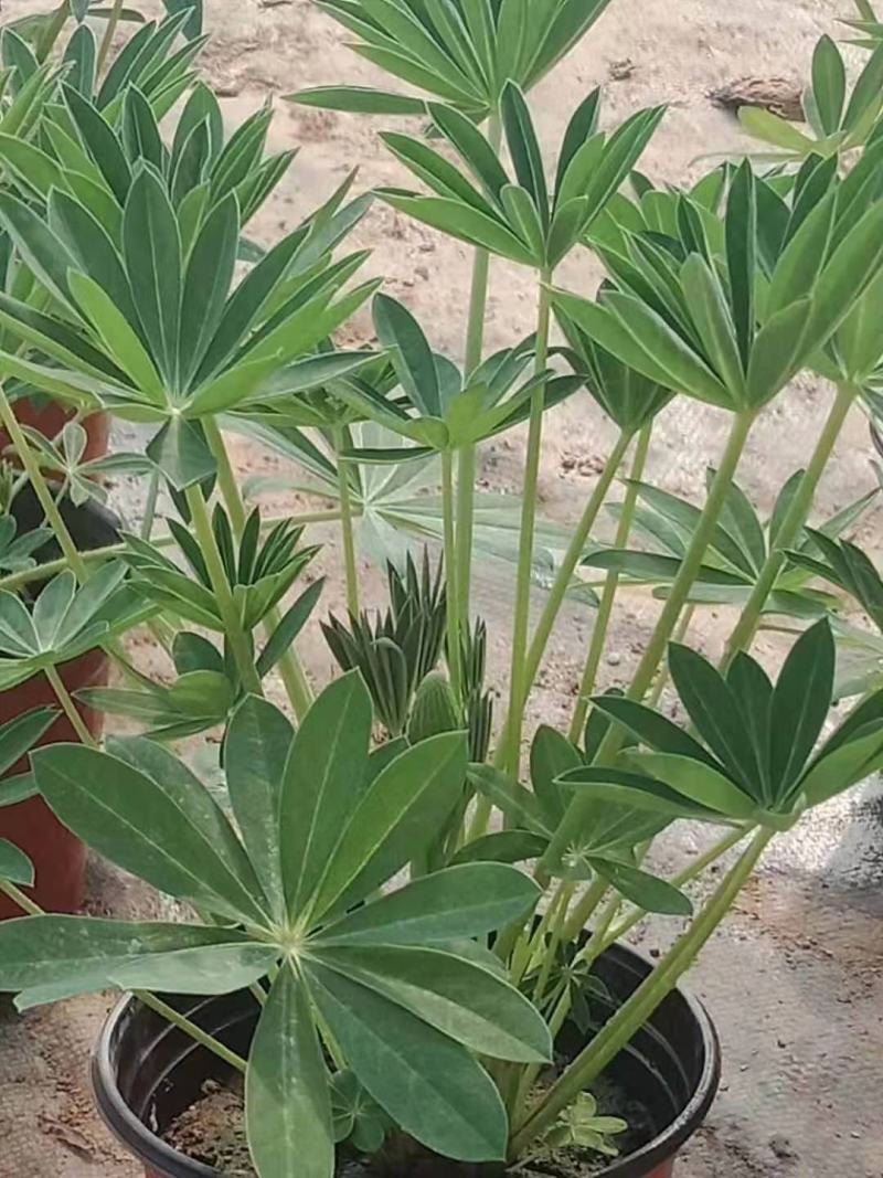 鲁冰花羽扇豆基地直销山东青州供应各种地被草花绿化苗木