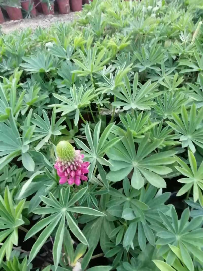 鲁冰花羽扇豆基地直销山东青州供应各种地被草花绿化苗木