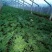 鲁冰花羽扇豆基地直销山东青州供应各种地被草花绿化苗木