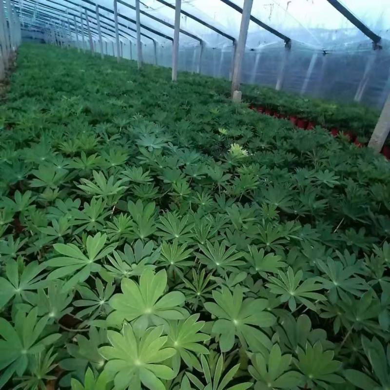 鲁冰花羽扇豆基地直销山东青州供应各种地被草花绿化苗木