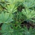 鲁冰花羽扇豆基地直销山东青州供应各种地被草花绿化苗木