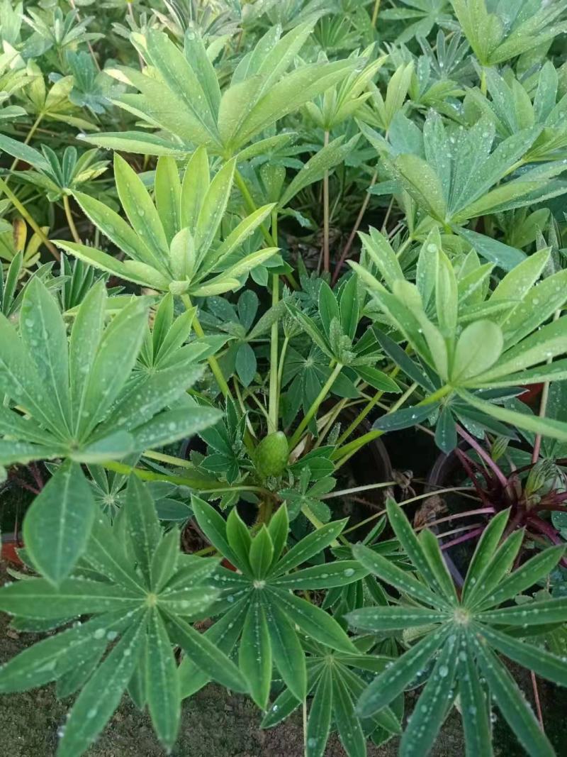 鲁冰花羽扇豆基地直销山东青州供应各种地被草花绿化苗木