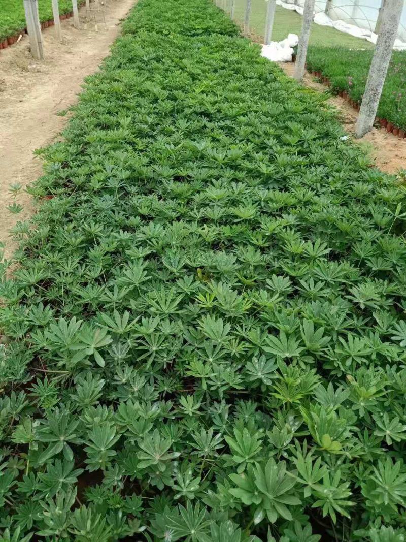 鲁冰花羽扇豆基地直销山东青州供应各种地被草花绿化苗木