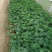 鲁冰花羽扇豆基地直销山东青州供应各种地被草花绿化苗木