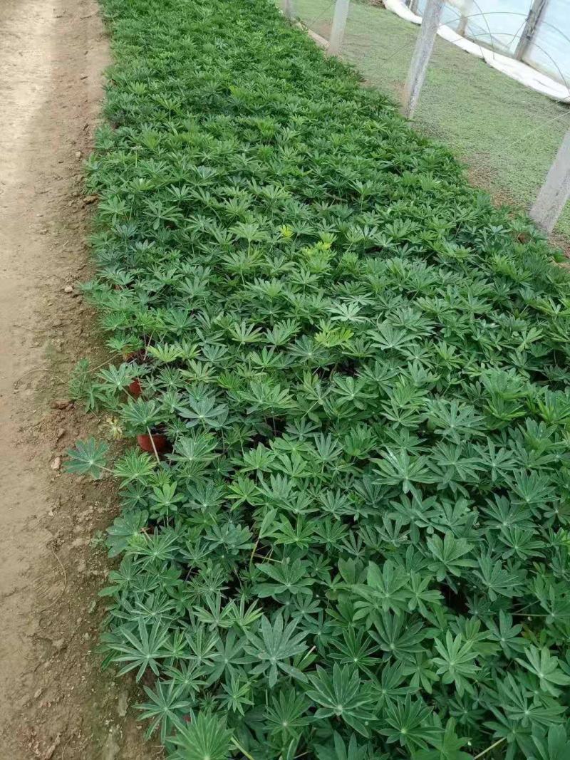 鲁冰花羽扇豆基地直销山东青州供应各种地被草花绿化苗木