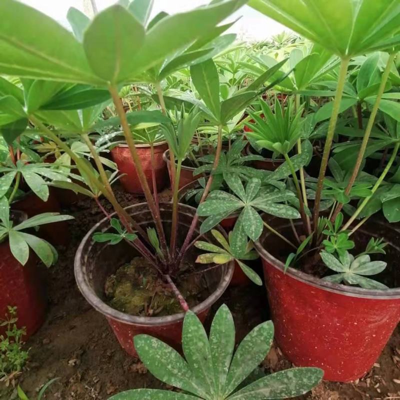 鲁冰花羽扇豆基地直销山东青州供应各种地被草花绿化苗木