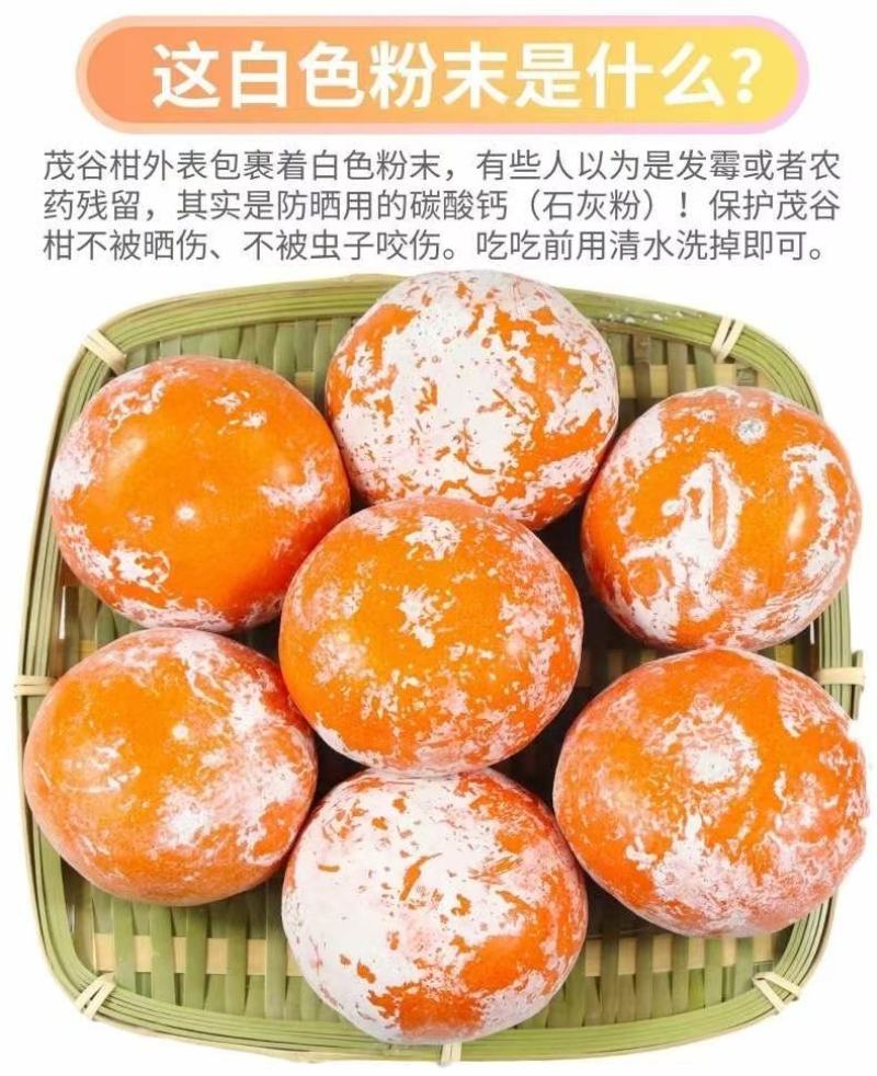 广西武鸣沃柑！！！持续供应中！！！！！！！！