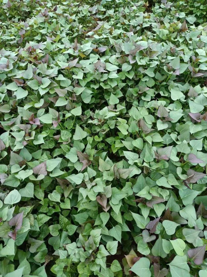 红薯苗纯种脱毒，红薯苗