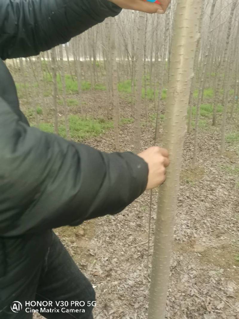 精品一级榆树小苗大量出售。