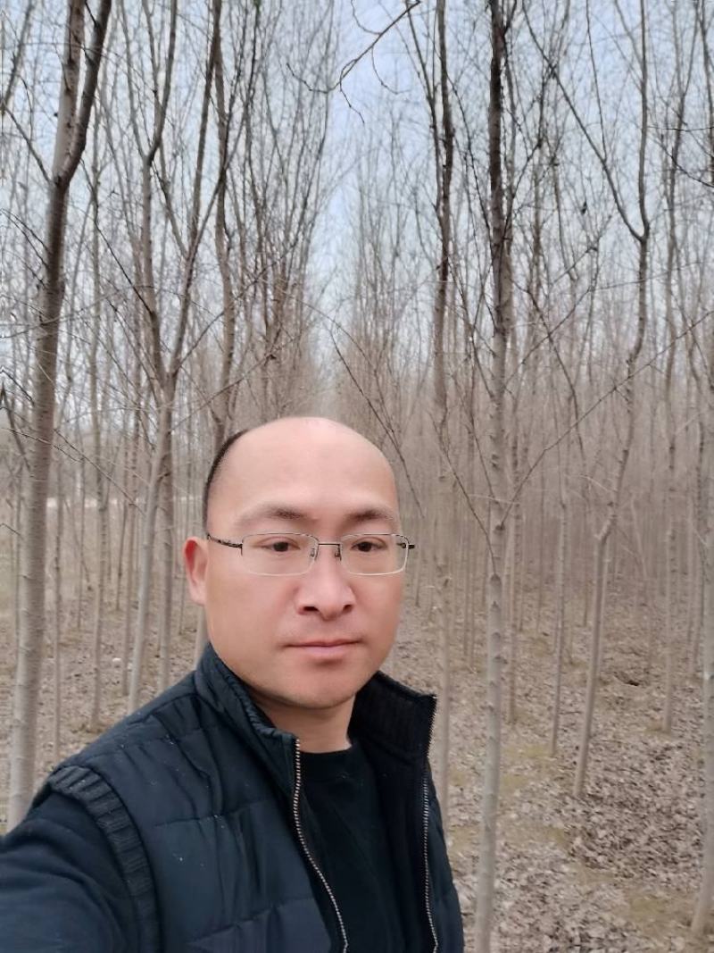 精品一级榆树小苗大量出售。