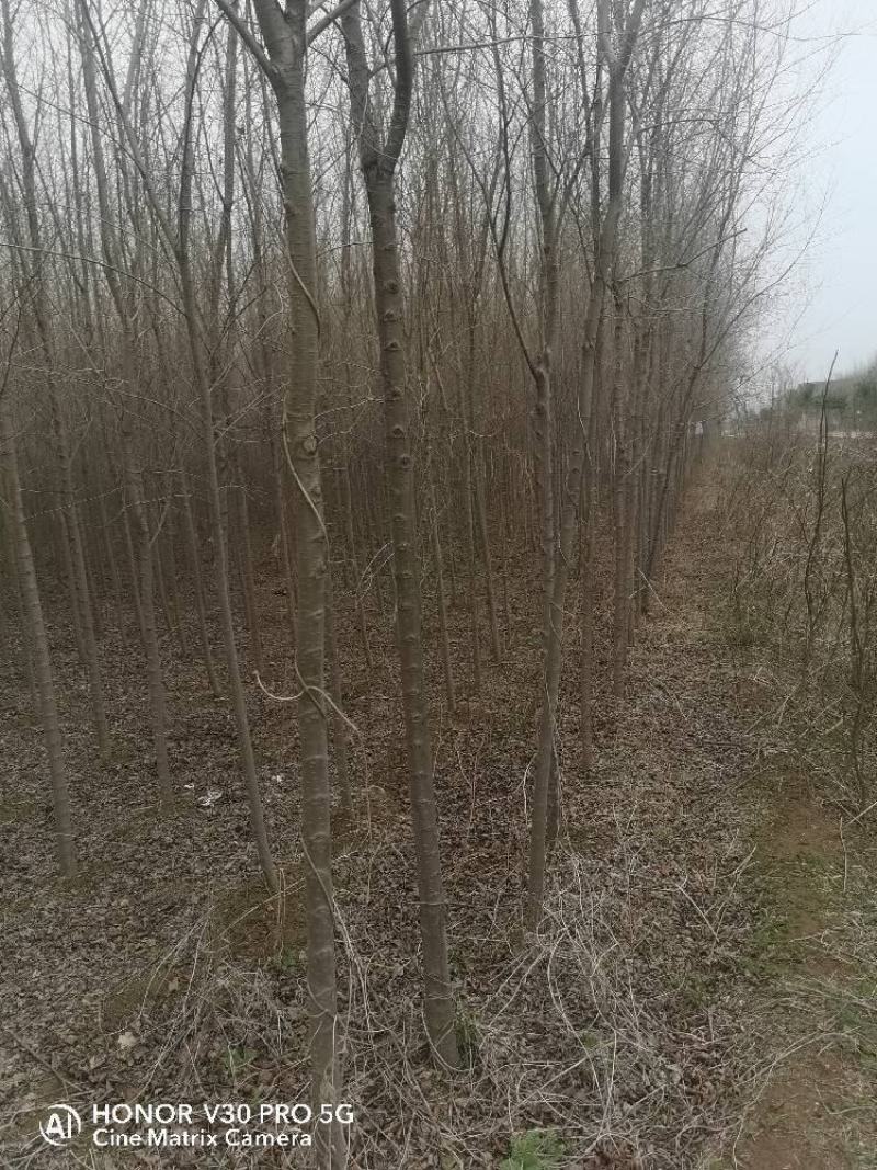 精品一级榆树小苗大量出售。