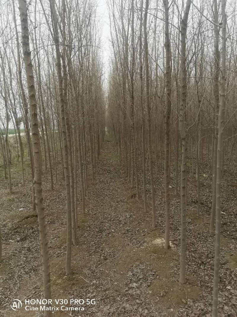 精品一级榆树小苗大量出售。