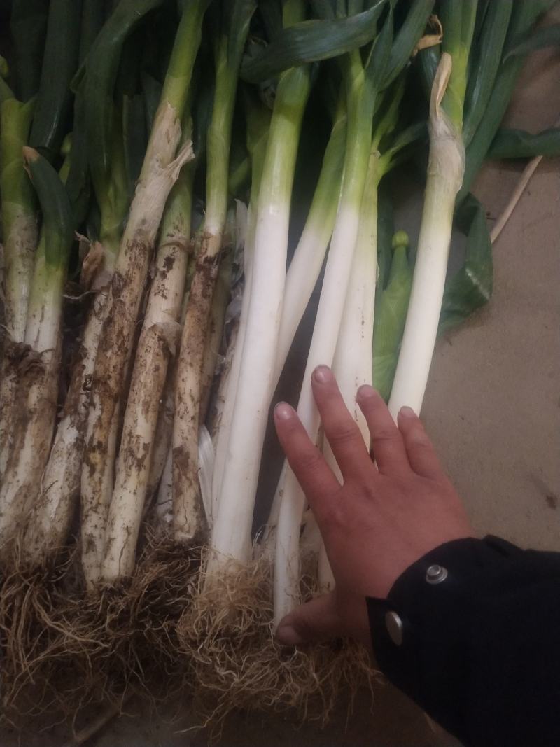 邯郸市肥乡区大运循环农业专业合作社大葱上市，基地供应。