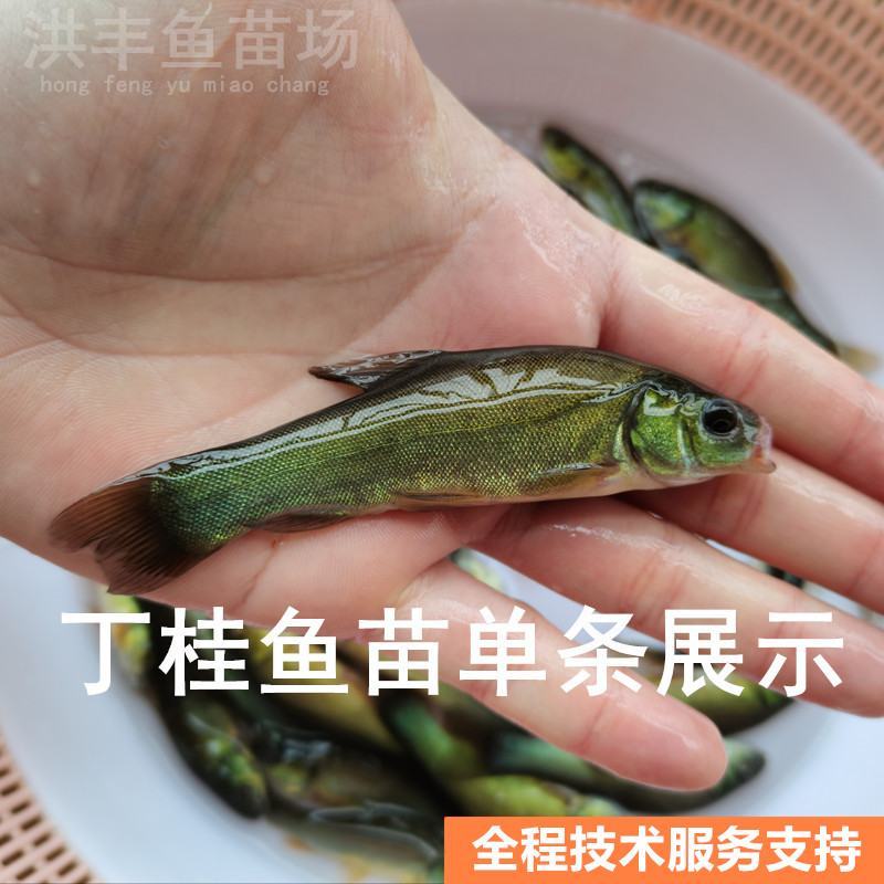 丁桂鱼苗、丁鱥鱼苗大量批发出售、淡水鱼苗供应
