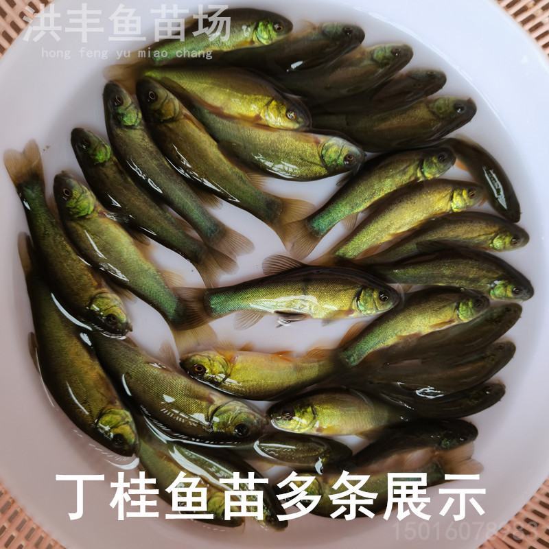 丁桂鱼苗、丁鱥鱼苗大量批发出售、淡水鱼苗供应