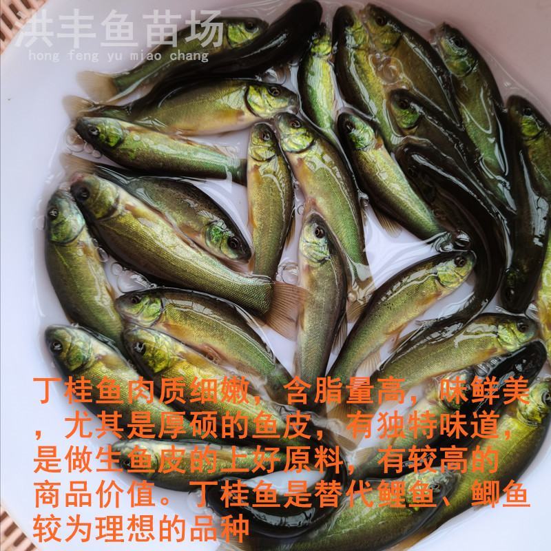 丁桂鱼苗、丁鱥鱼苗大量批发出售、淡水鱼苗供应