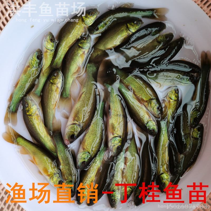 丁桂鱼苗、丁鱥鱼苗大量批发出售、淡水鱼苗供应