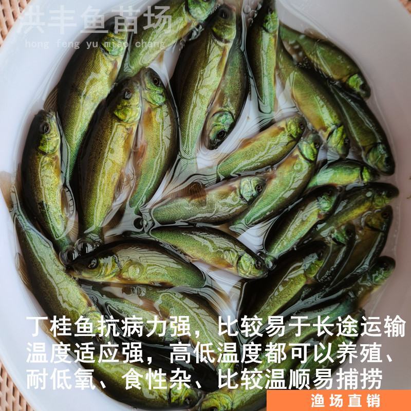 丁桂鱼苗、丁鱥鱼苗大量批发出售、淡水鱼苗供应