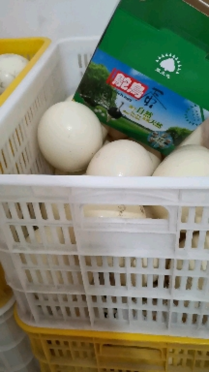 鸵鸟蛋受精蛋可孵化可食用