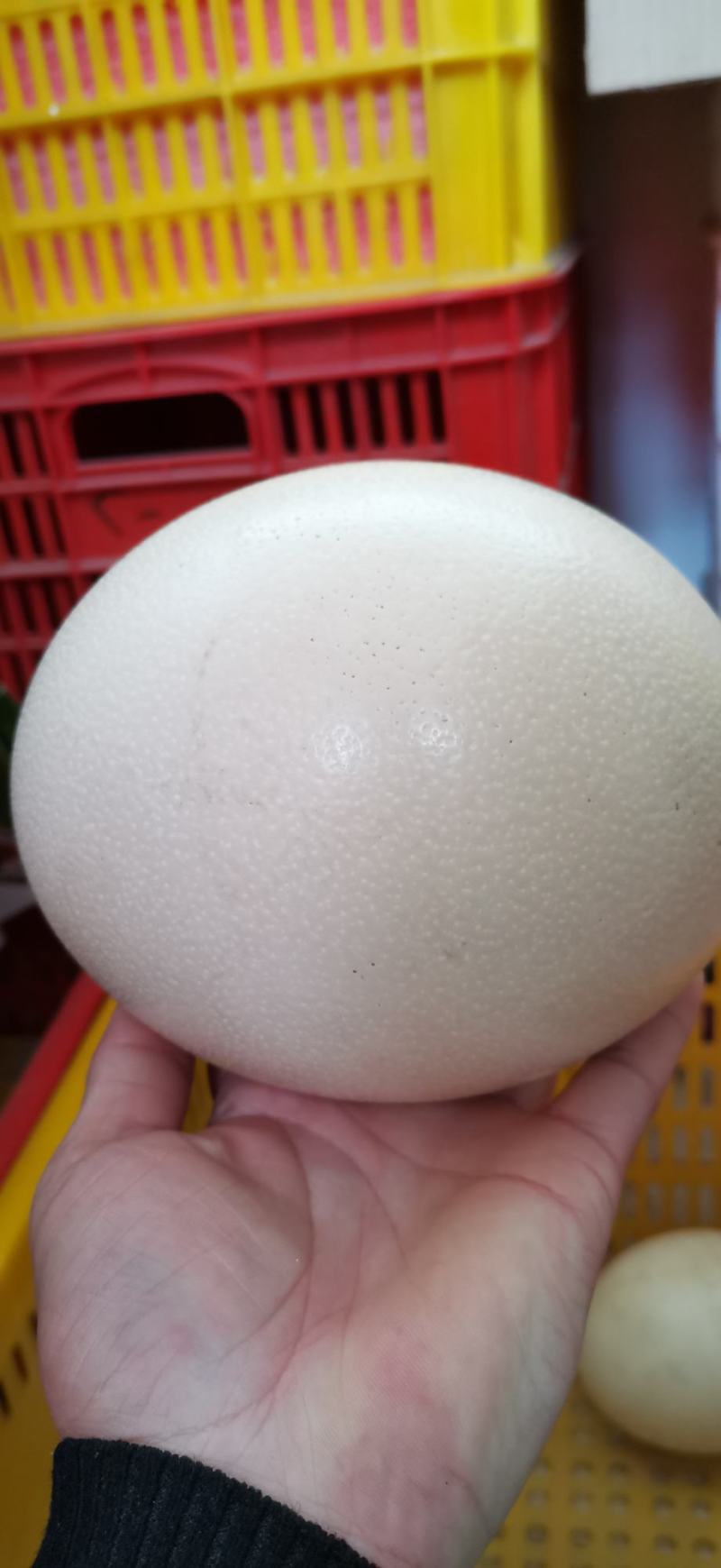 鸵鸟蛋受精蛋可孵化可食用
