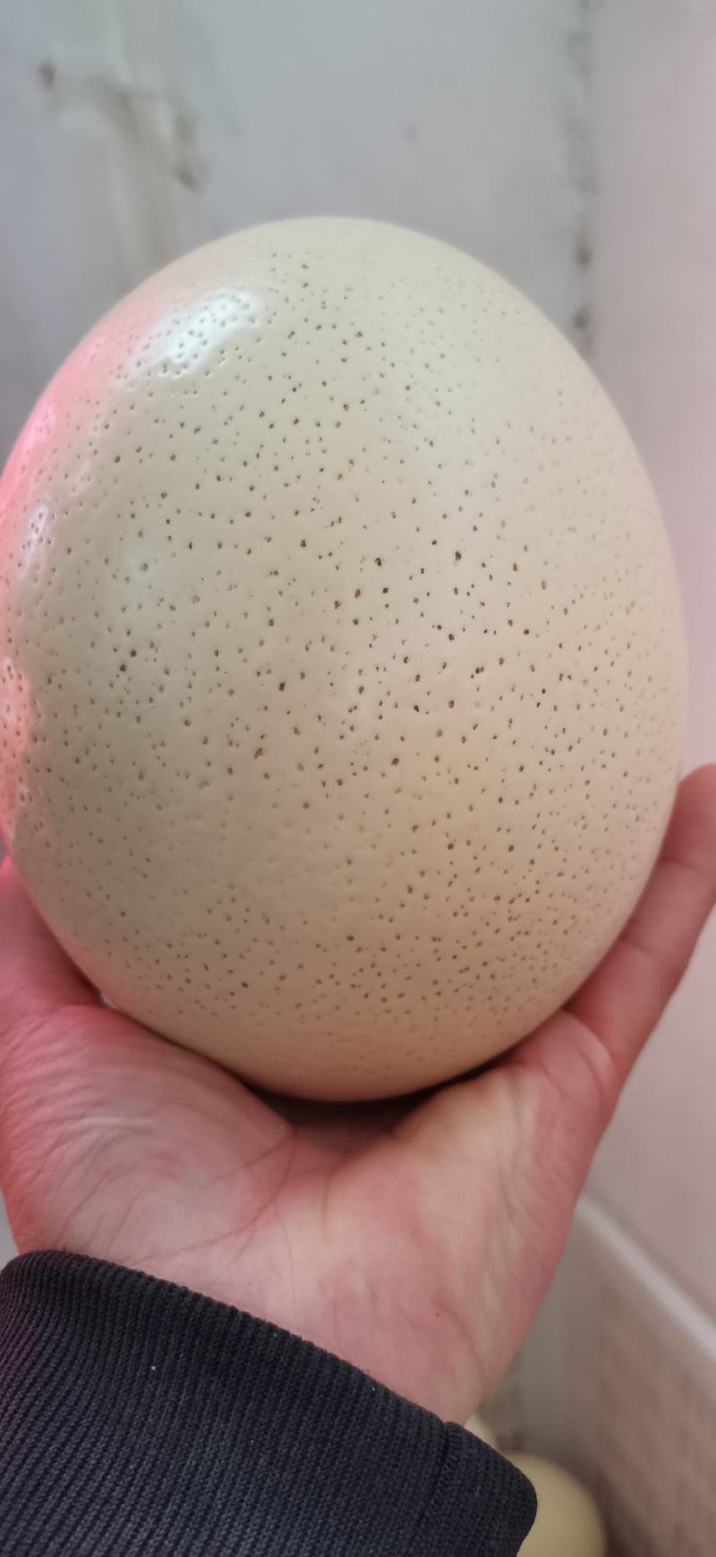 鸵鸟蛋受精蛋可孵化可食用