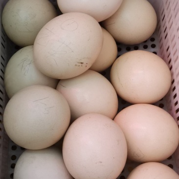 鸵鸟蛋受精蛋可孵化可食用