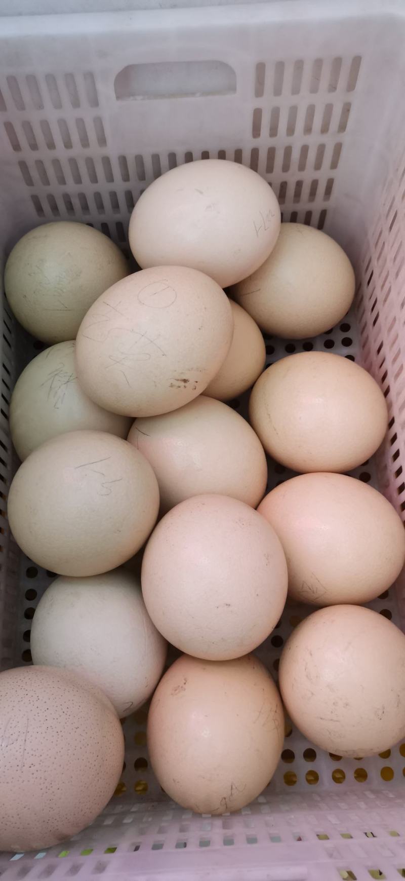鸵鸟蛋受精蛋可孵化可食用