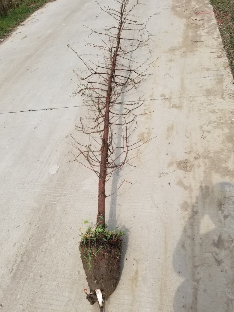 水杉，水杉树各种规格的苗圃常年大量出售中。