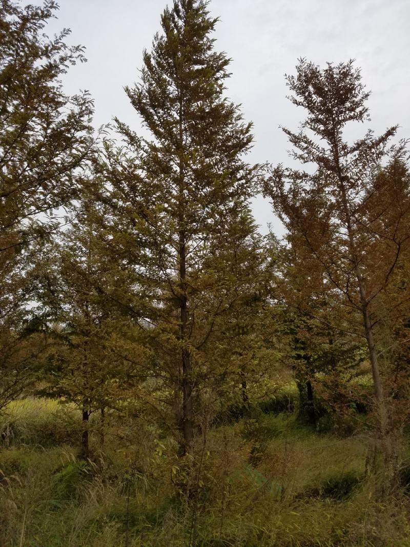 水杉，水杉树各种规格的苗圃常年大量出售中。