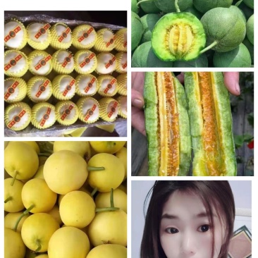 精品山东甜瓜白圆瓜绿宝星甜羊角蜜博洋产地直供品种齐全