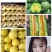 精品山东甜瓜白圆瓜绿宝星甜羊角蜜博洋产地直供品种齐全