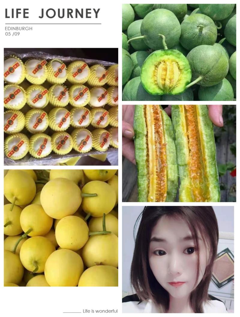 精品山东甜瓜白圆瓜绿宝星甜羊角蜜博洋产地直供品种齐全