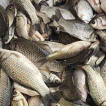 沂河鲫鱼长期供应需要的，自家养殖场，鱼肉细嫩，口感好