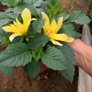 大丽花新上市，观赏大丽花种植，大丽花工程苗大量供应