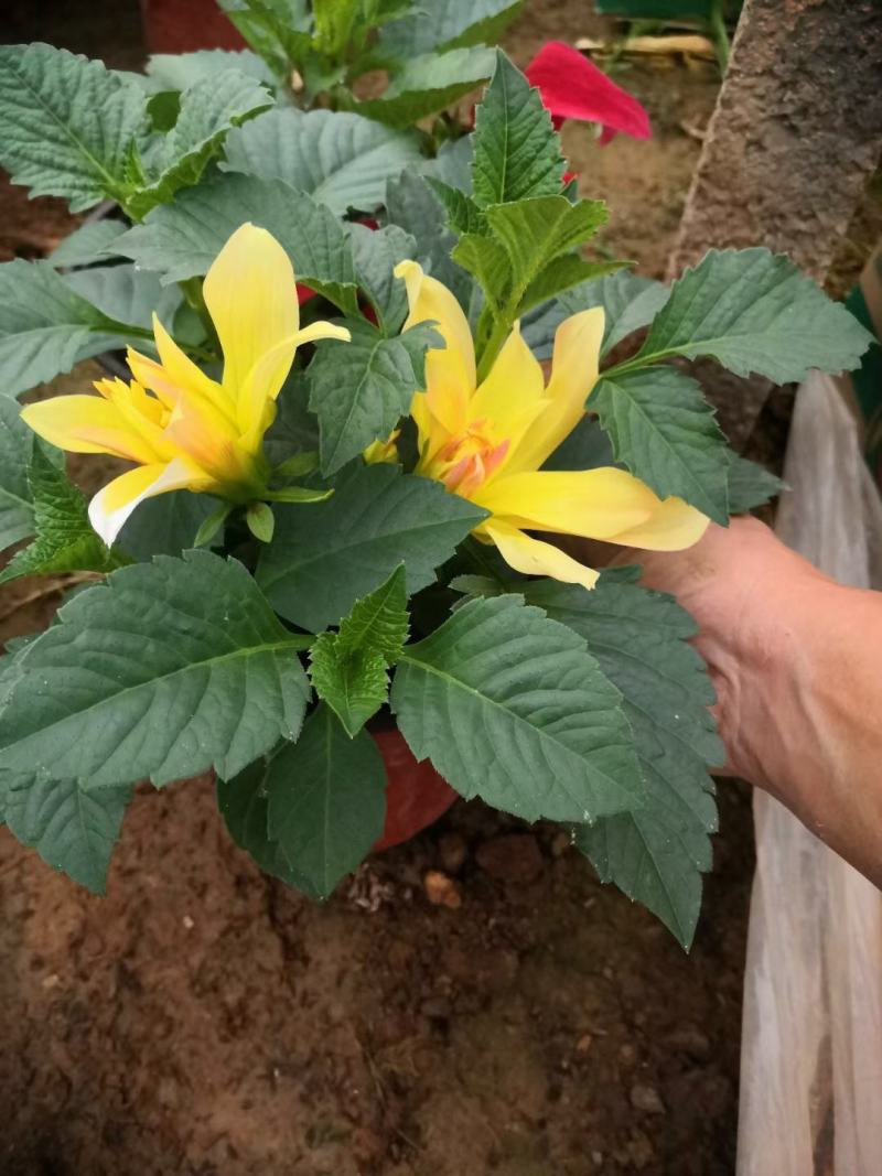 大丽花新上市，观赏大丽花种植，大丽花工程苗大量供应