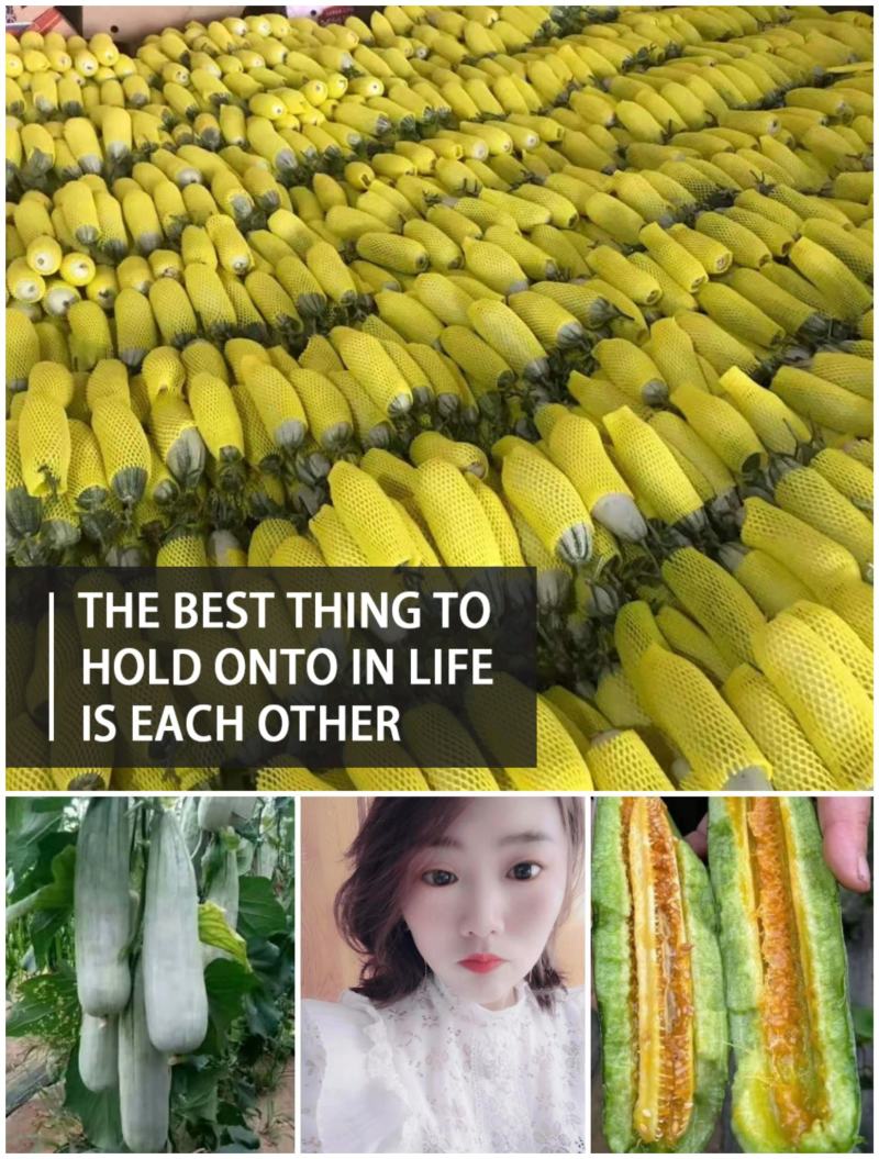 山东甜瓜羊角蜜甜瓜精品货口感脆甜产地直供货源充足