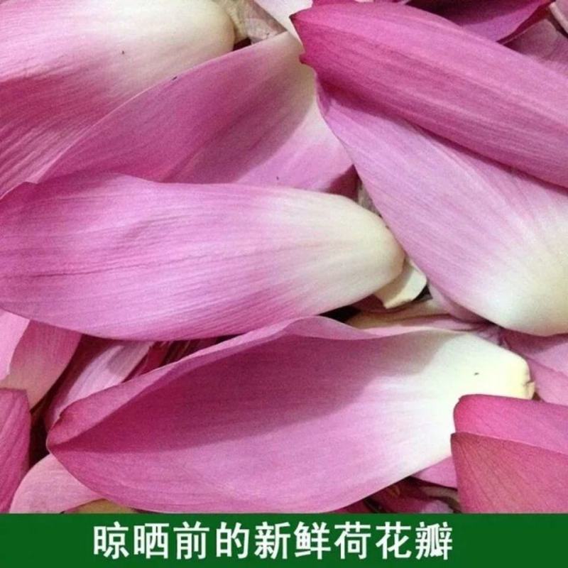 荷花茶干荷花茶叶荷花叶茶食用荷花叶片干花茶叶新货包邮
