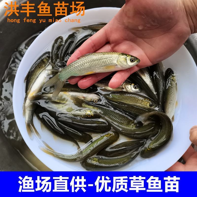 渔场直销草鱼苗、中山杂交草鱼苗、鲩鱼苗大鱼苗特种鱼苗