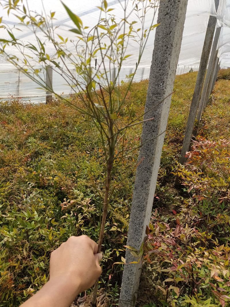 南天竹供应，南天竹基本，南天竹工程苗大量供应